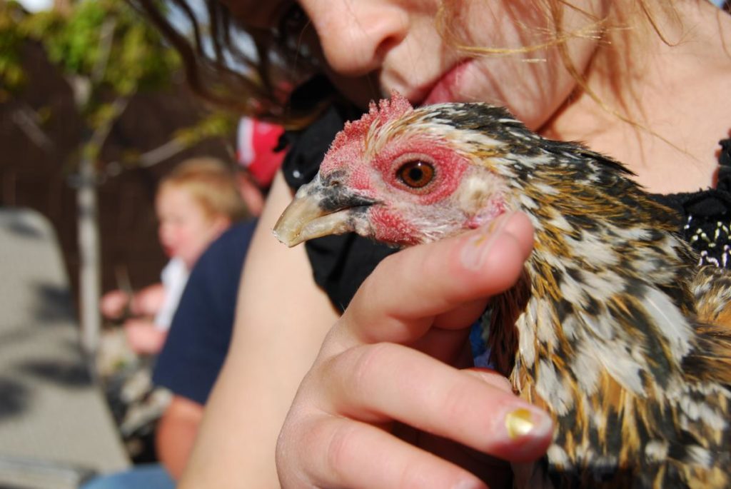 Chicken Beak Trimming